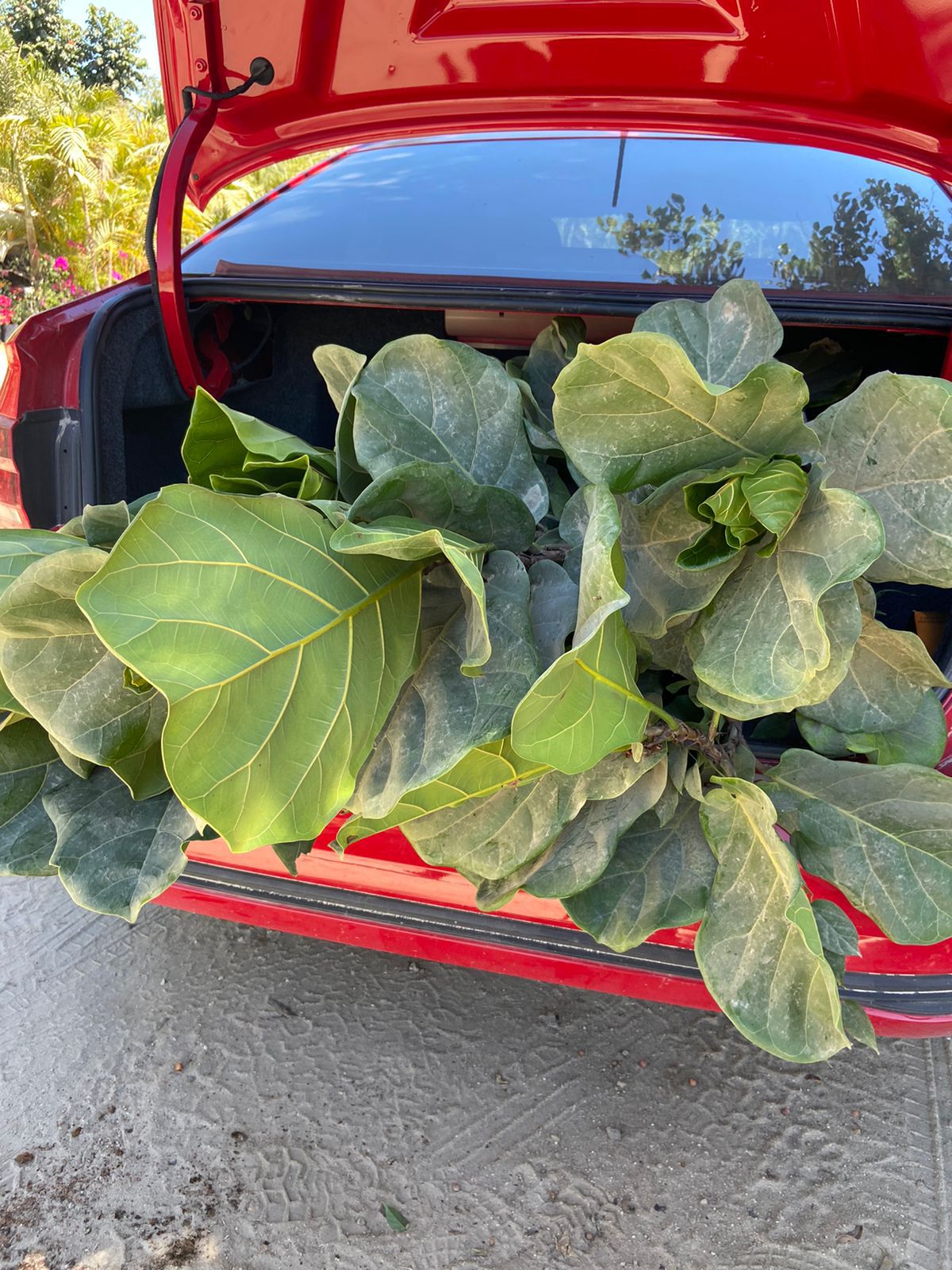 Entrega de plantas