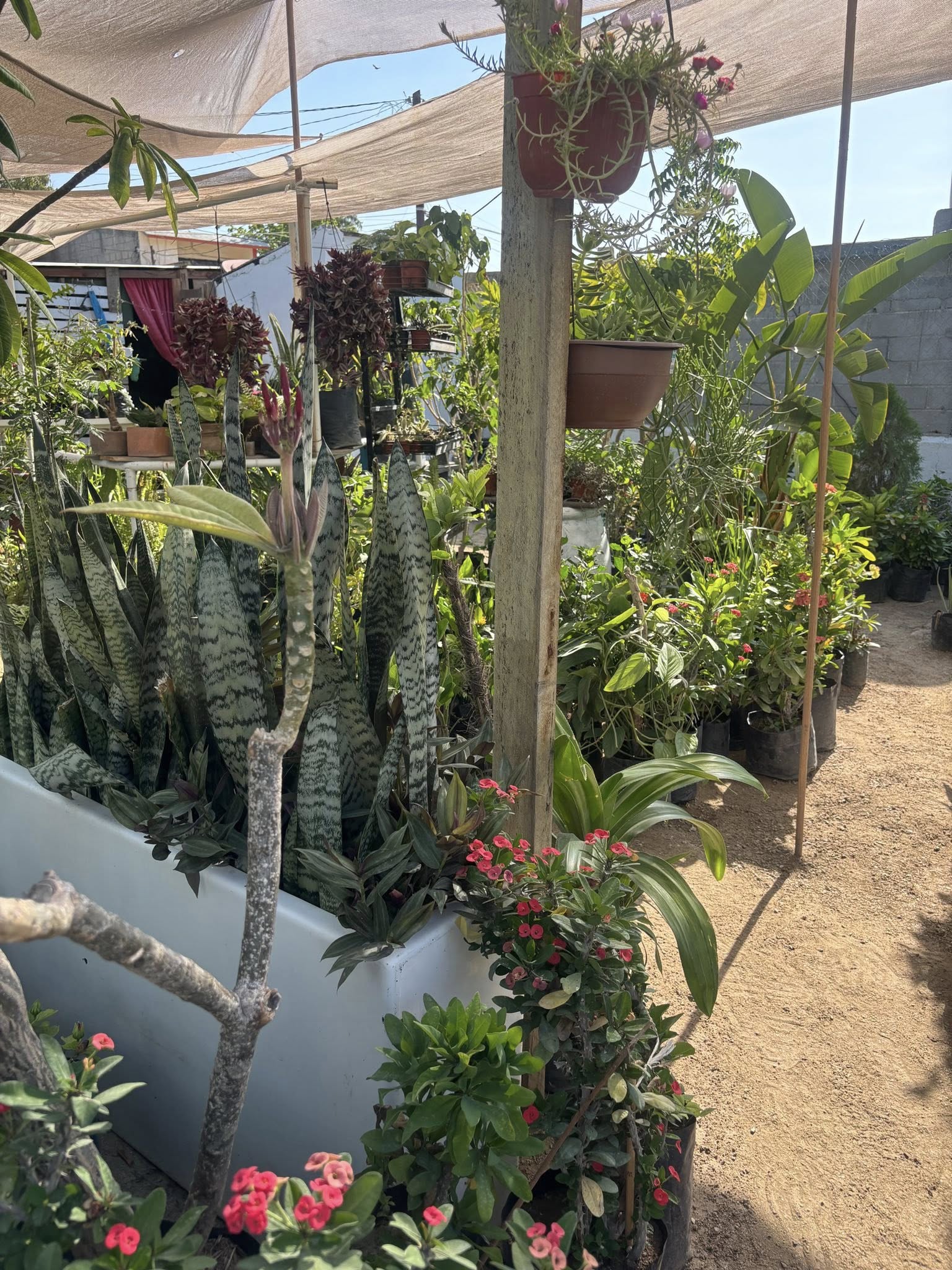 Vivero 1